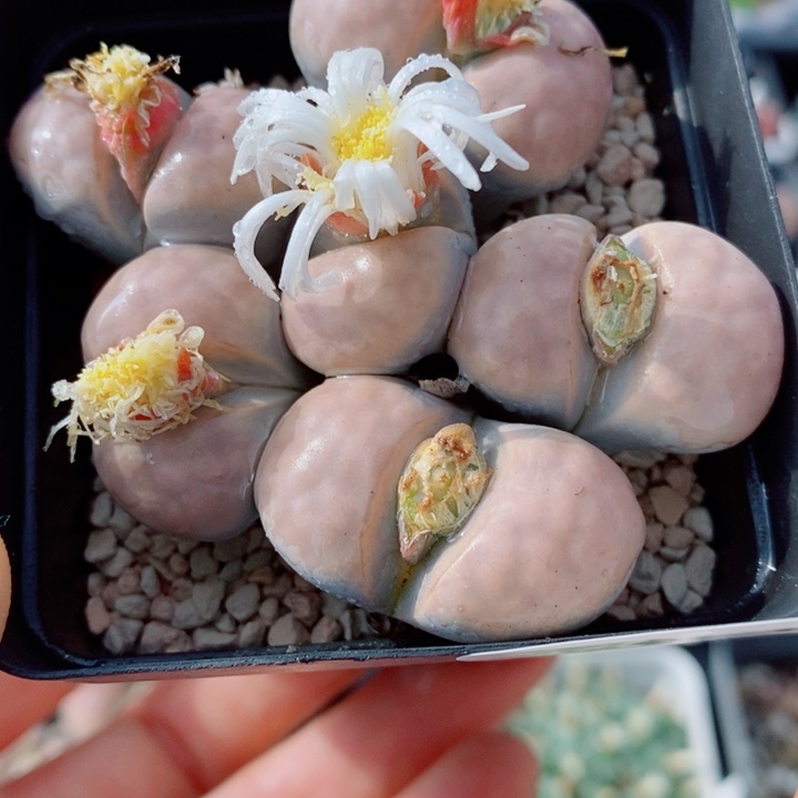 生石花花花花花花847