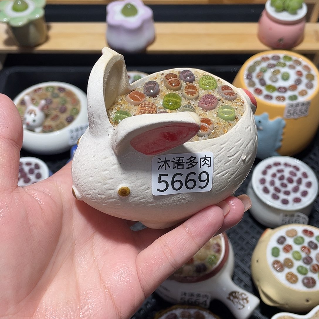 带盆土植物 一物一拍5669