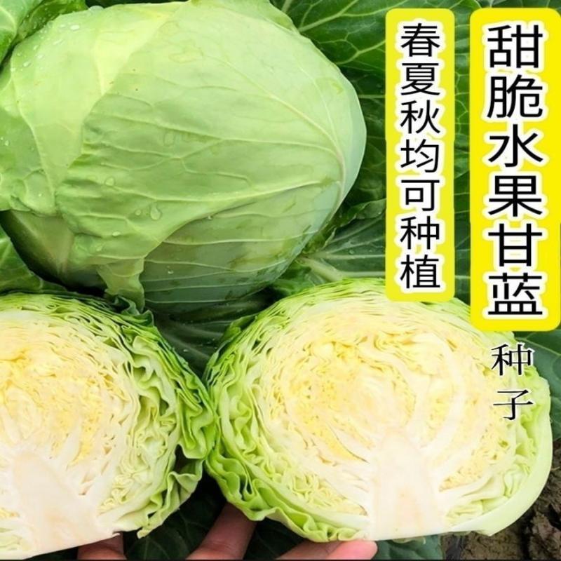 【水果甘蓝种子】甜脆水果甘蓝种子早熟结球绿甘蓝籽包菜蔬菜种子