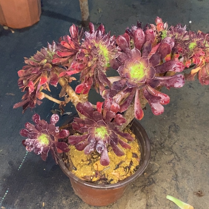 红桐壶缀有干巴6多肉植物法师法师
