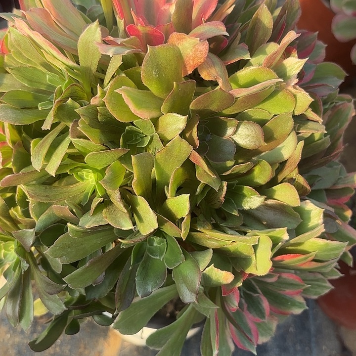 光辉多肉有瑕疵不包损48