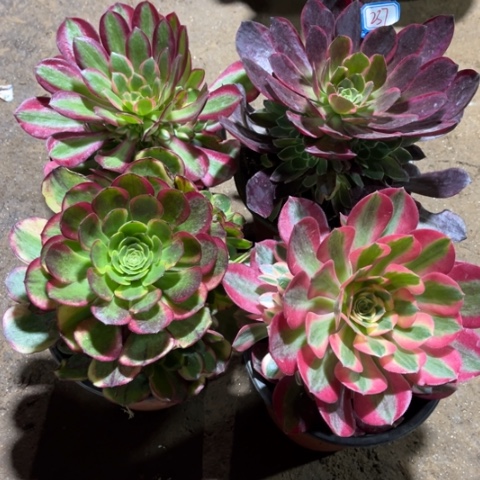 237多肉植物组合