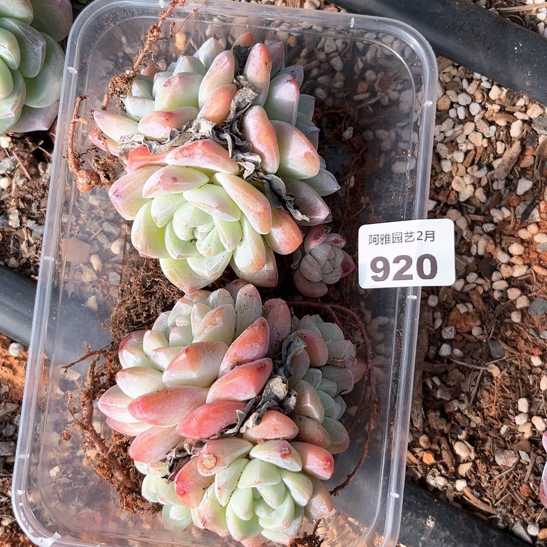 阿雅园艺。   920