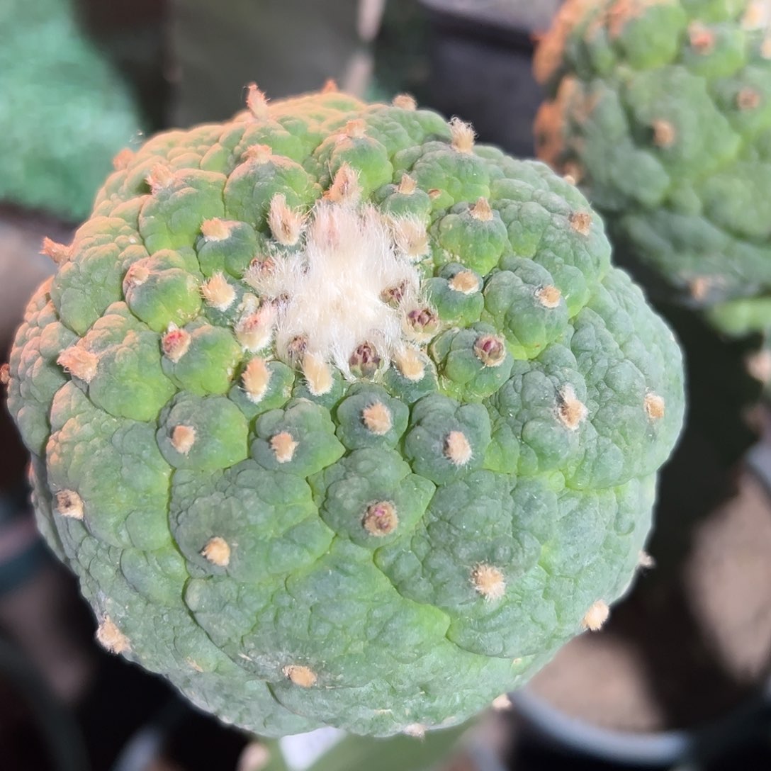 仲雍大尤仙仙人球544