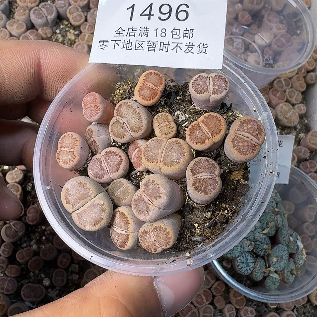1496 哈哈哈哈哈哈哈哈哈哈