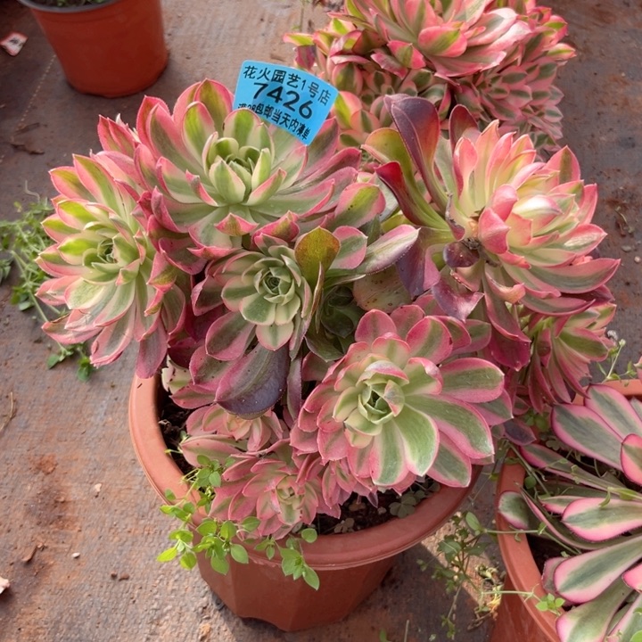 粉水晶7426多肉植物