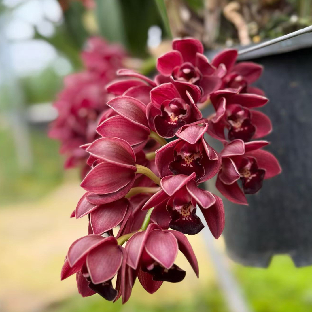 【世界宝石】大花蕙兰年宵花带盆发货云南直发室内外好养易活绿植