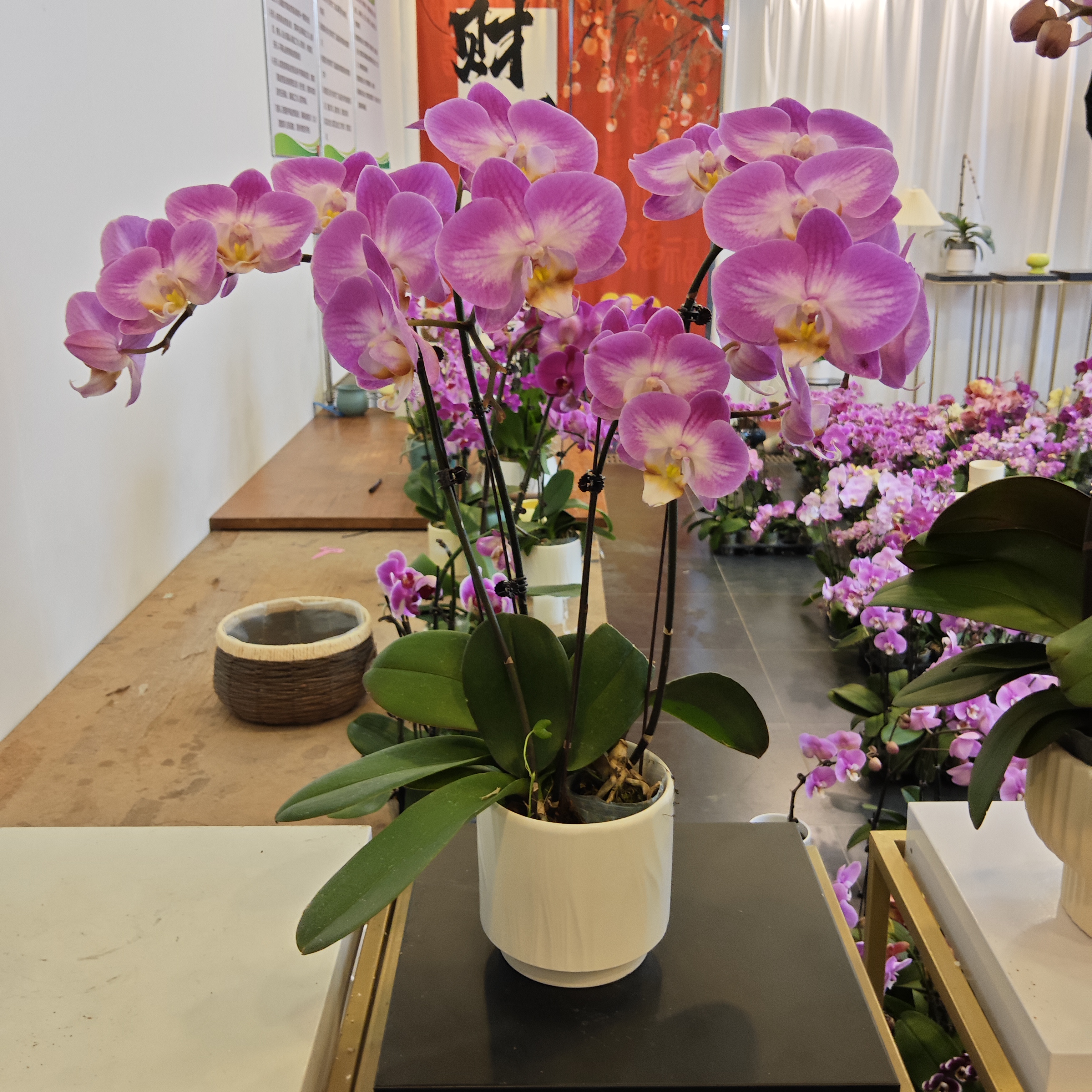 蝴蝶兰【雪山飞狐组盆】室内客厅阳台花卉 好养易活