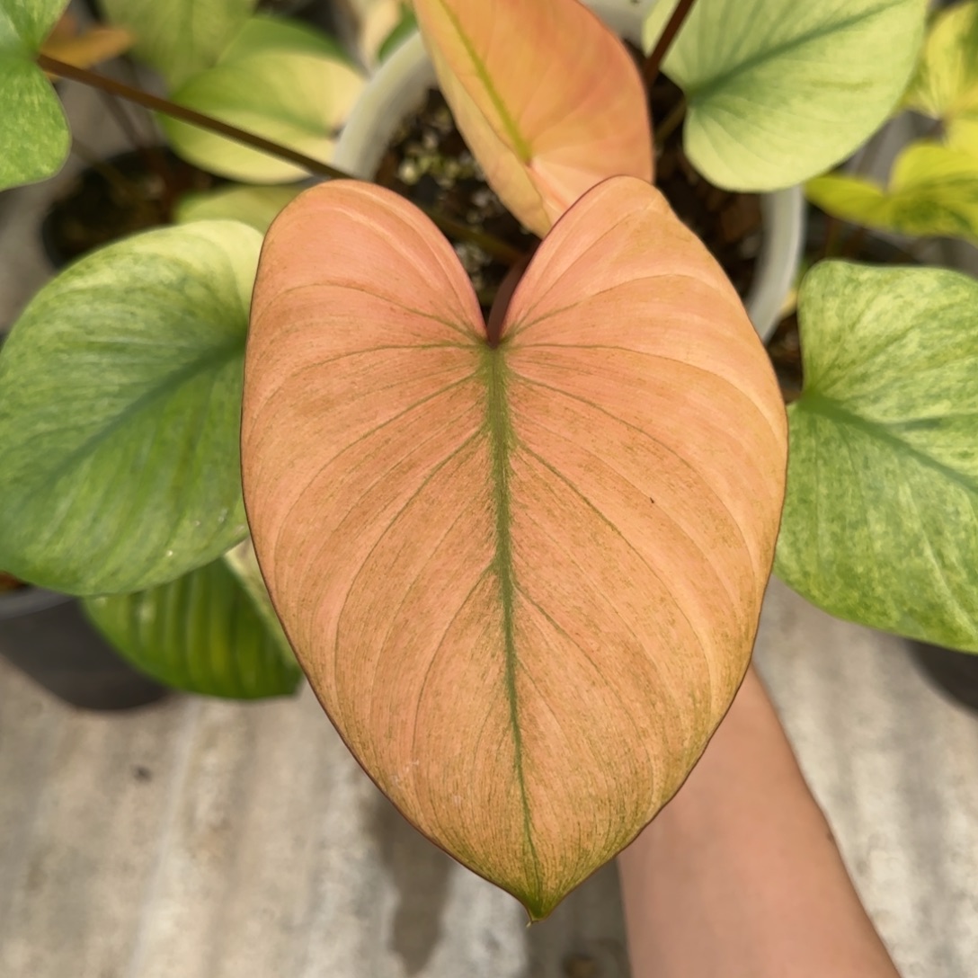 R10-1225脏脏橘薄荷锦千年健