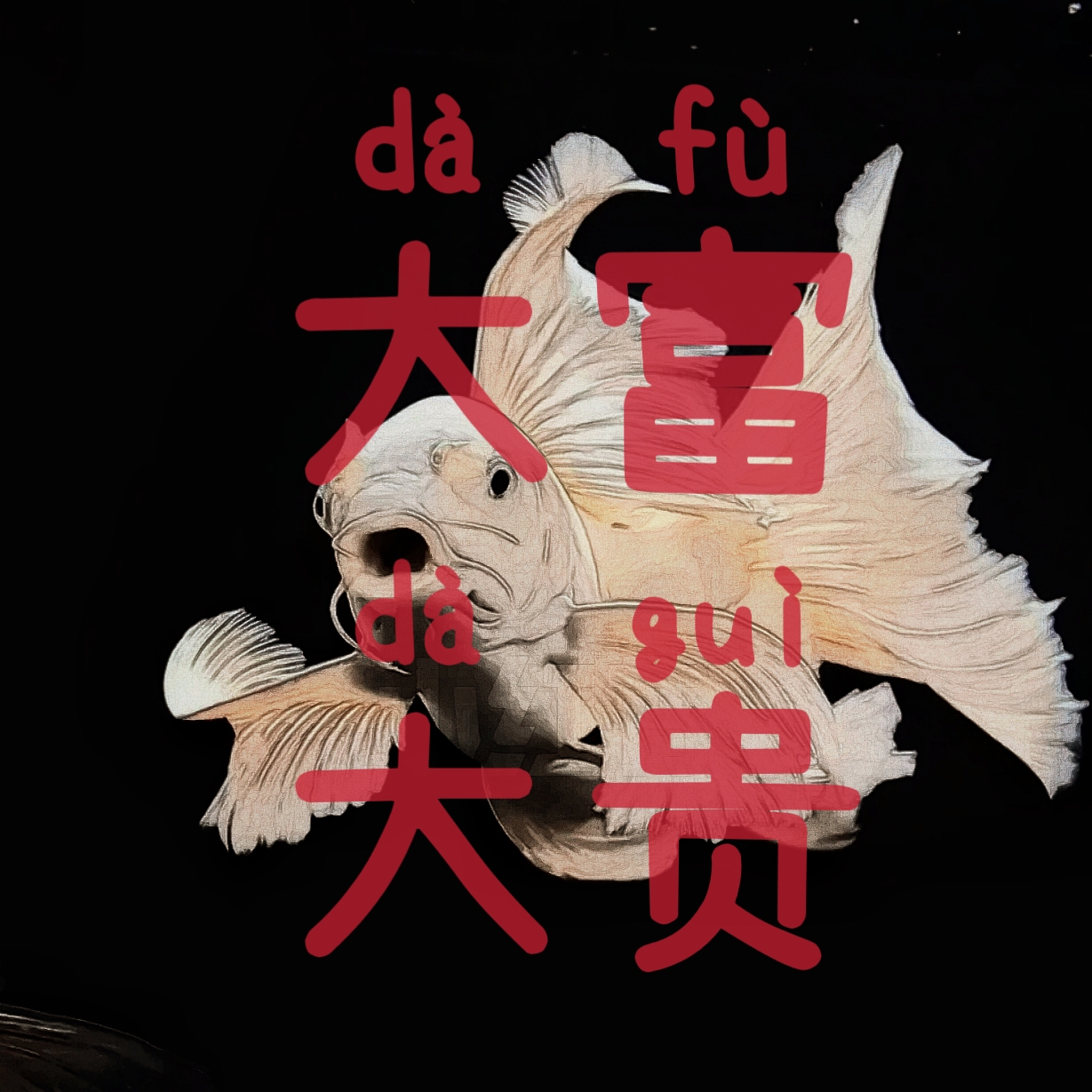 蝴蝶鲤鱼冷水好养可混养大鳍大尾包邮包活