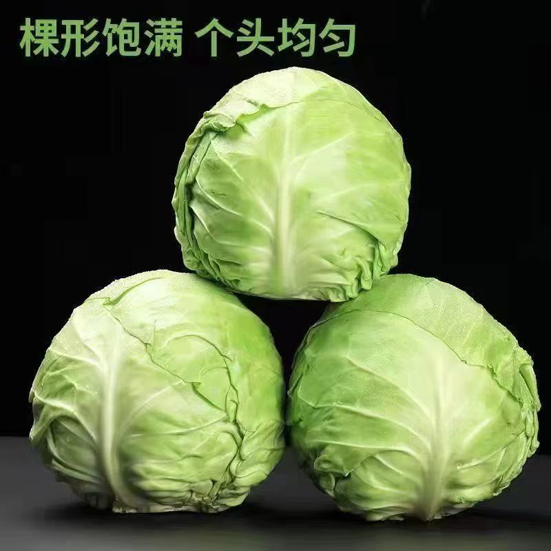 洋白菜沙窝萝卜阿达家菜地白菜