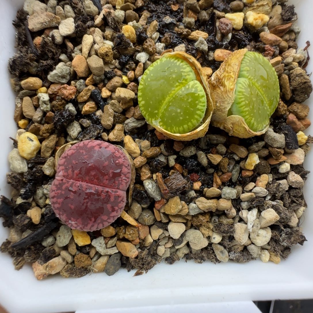 火印和绿光阳母本生石花清框福利