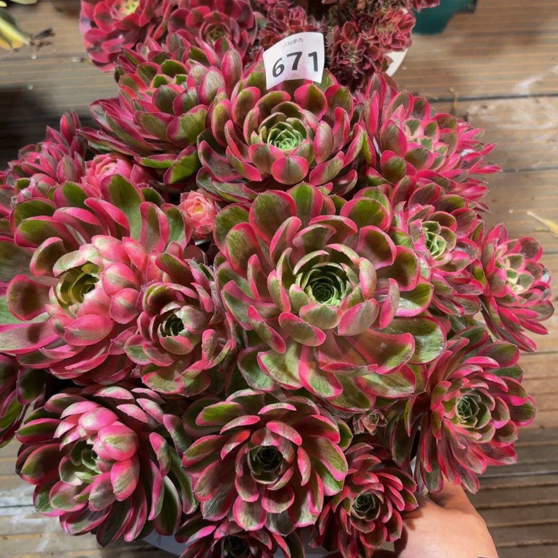 671多肉植物孔雀翎