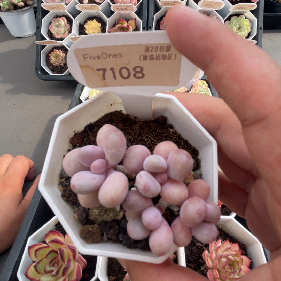 7108桃蛋 4.5厘米