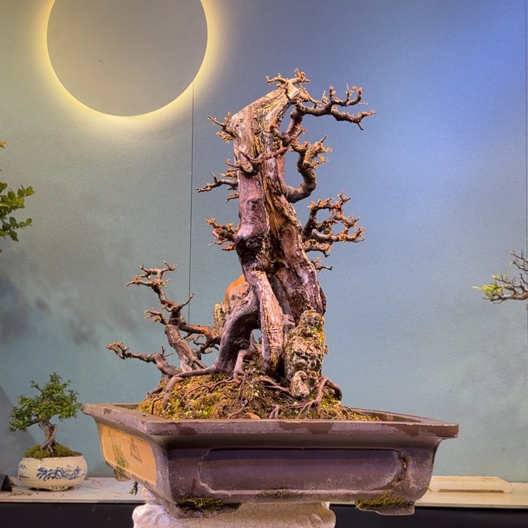 强***无花朵雀梅盆景一物一拍