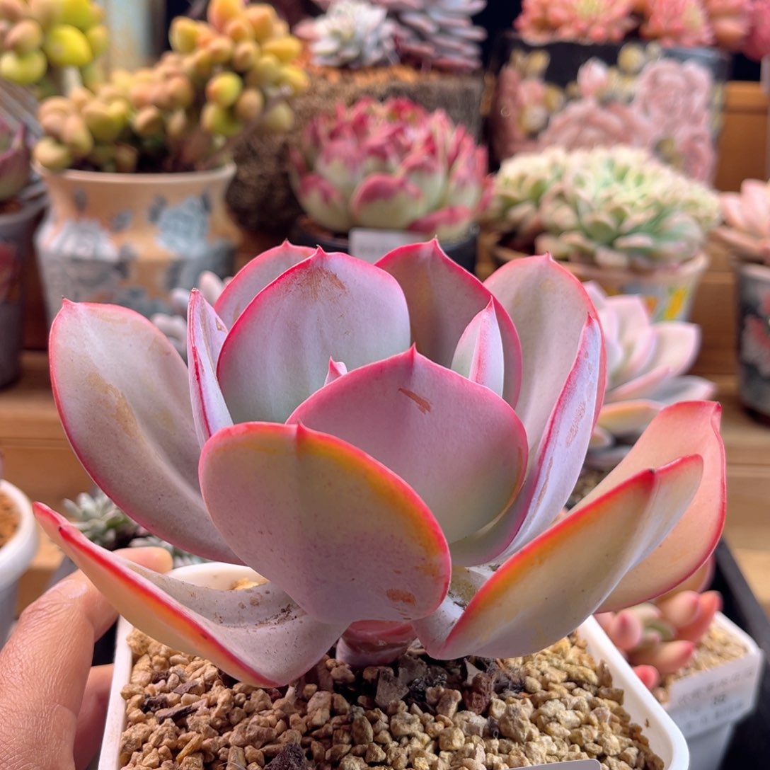 1.15-37布鲁克林的蓝