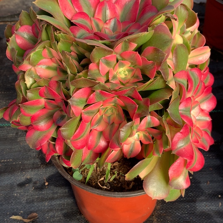 1271香妃多肉植物