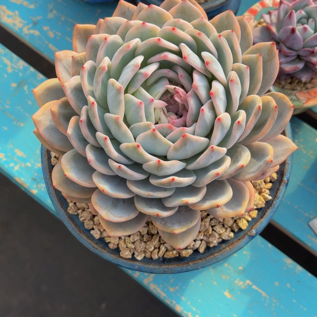 隐*人橙子锦，多肉植物