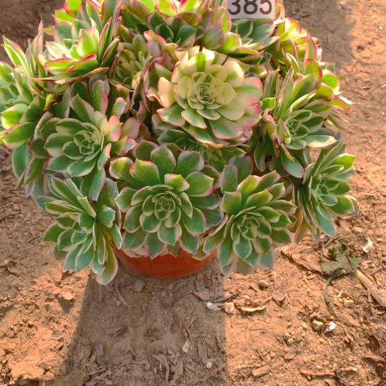 无花朵385多肉植物海王