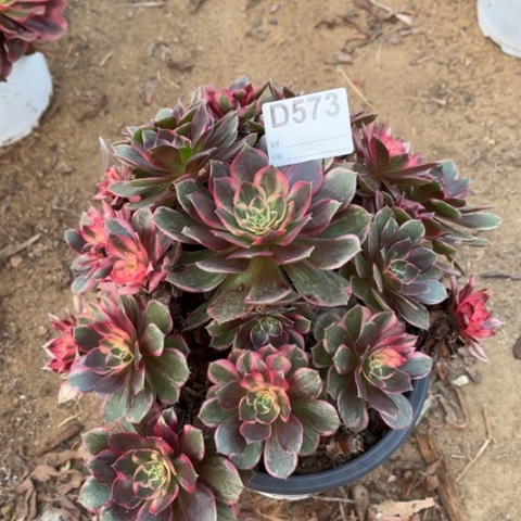 多肉植物黑魔锦捧花