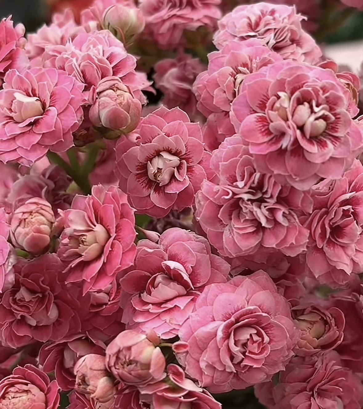 【牡丹台】120杯超大颗重瓣长寿花