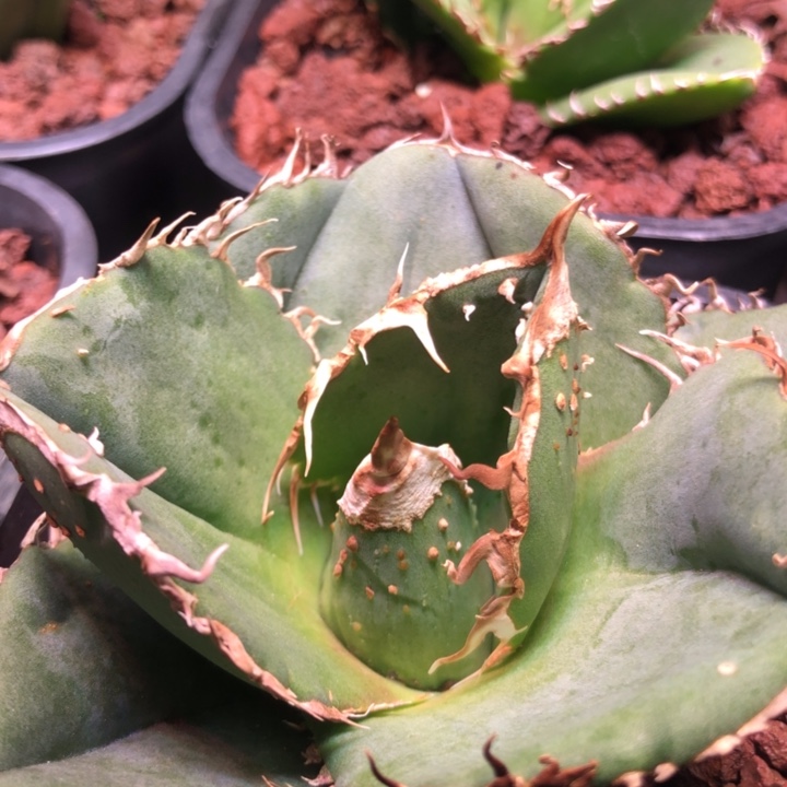 蚩尤仁王冠龙舌兰