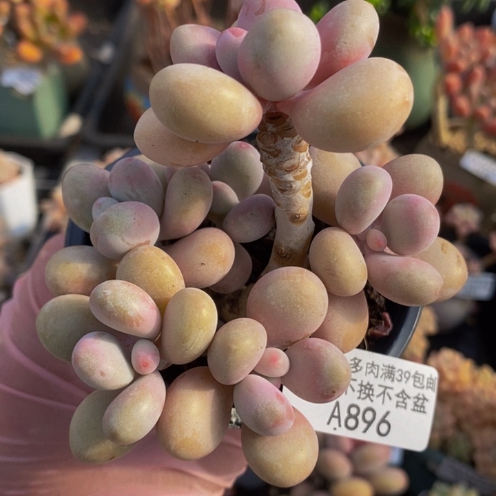 糖果桃蛋老桩8cm896多肉植物