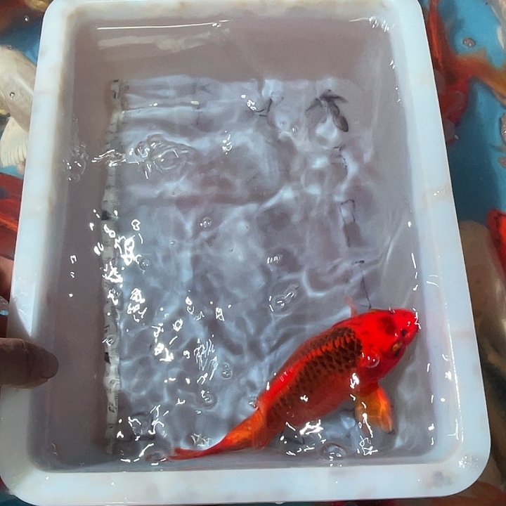 蝴蝶鲤渔场直发30