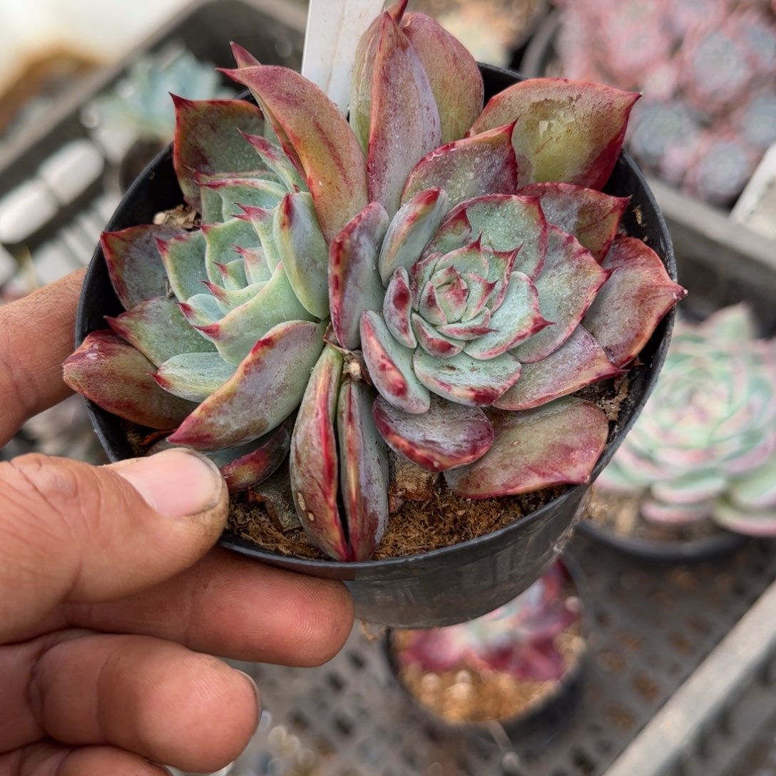 惊鸿一物一拍包装收缩花旱734