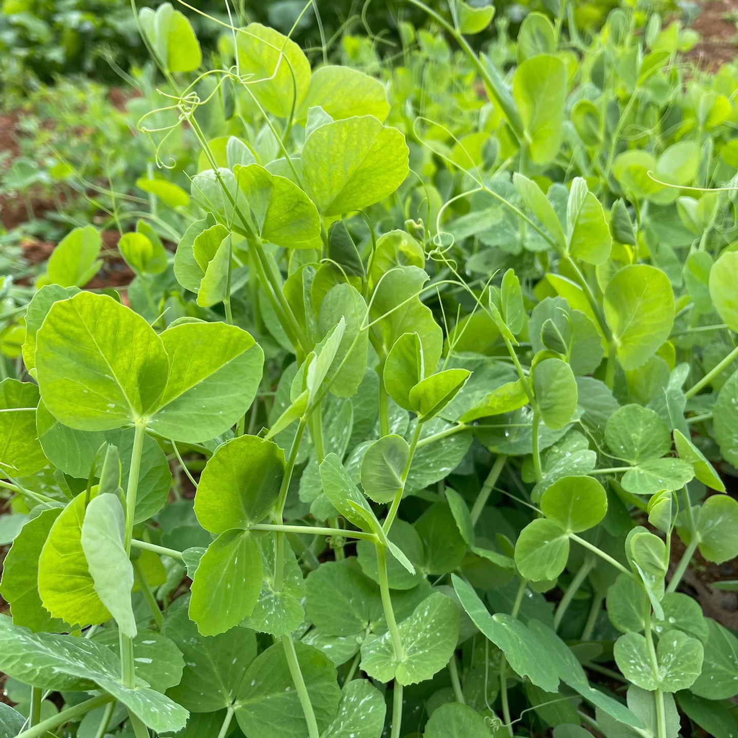 贵州新鲜豌豆尖现摘嫩尖豌豆苗火锅食材时令蔬菜露天种植嫩叶
