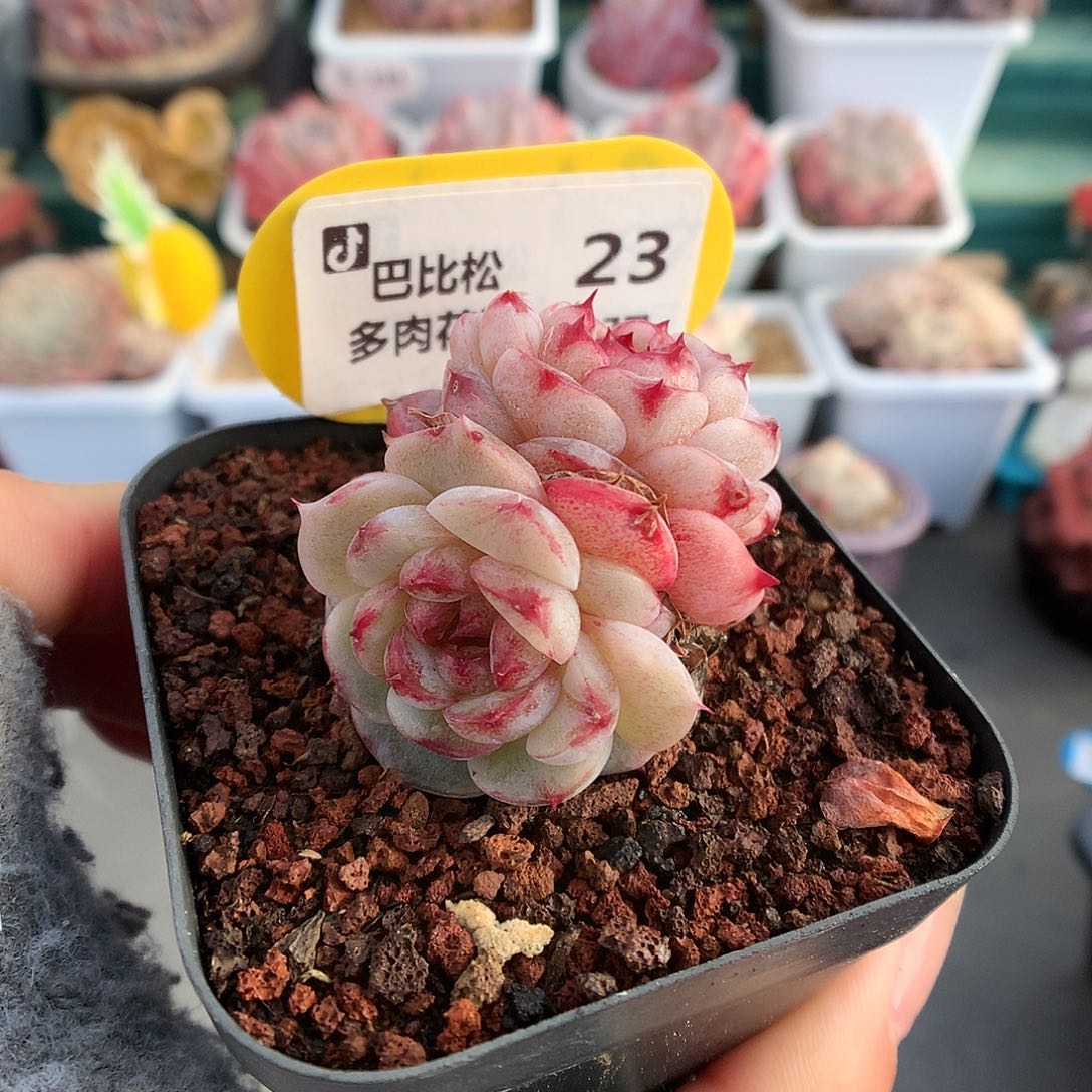 23双头异色天鹅绒多肉植物