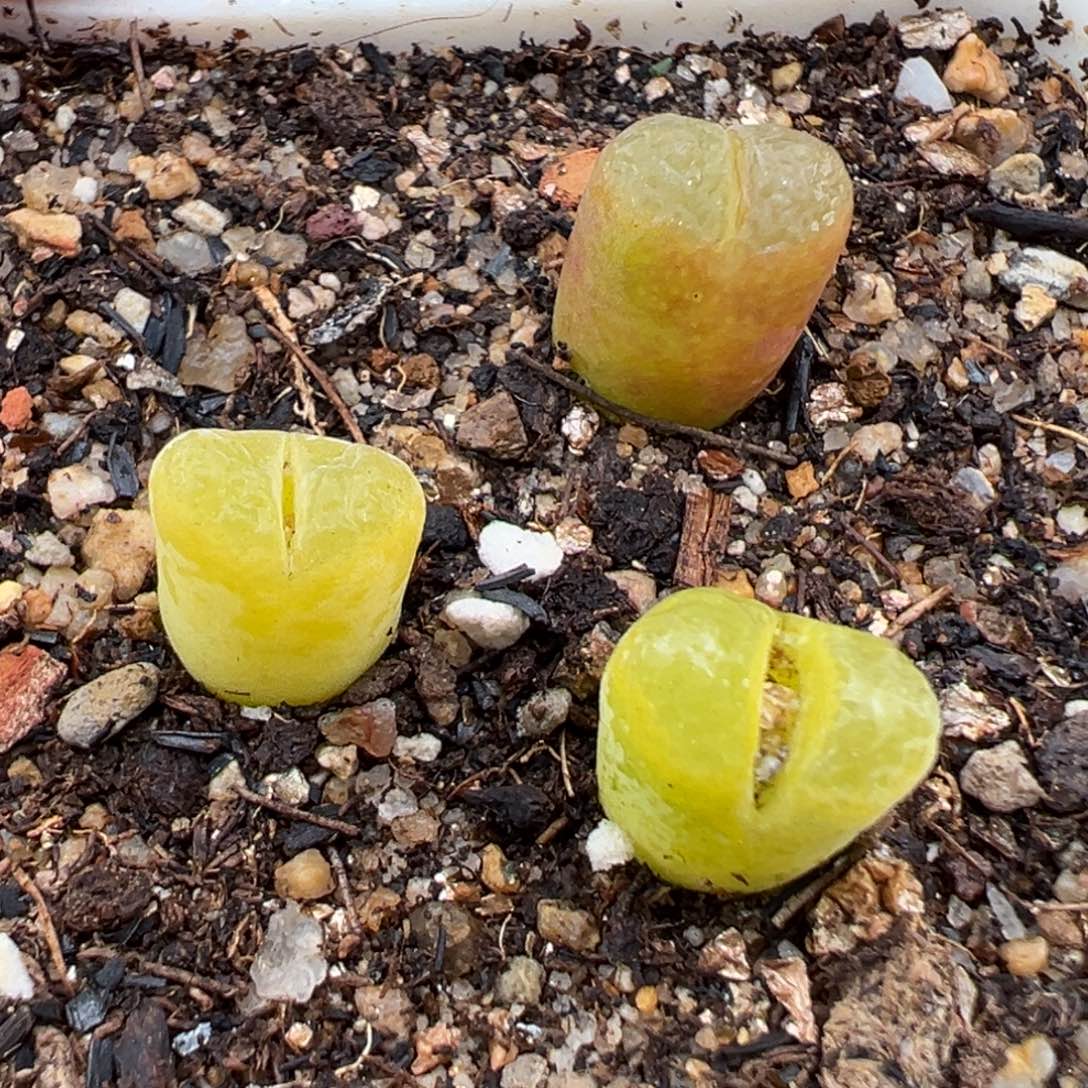 2.9好看的多肉218