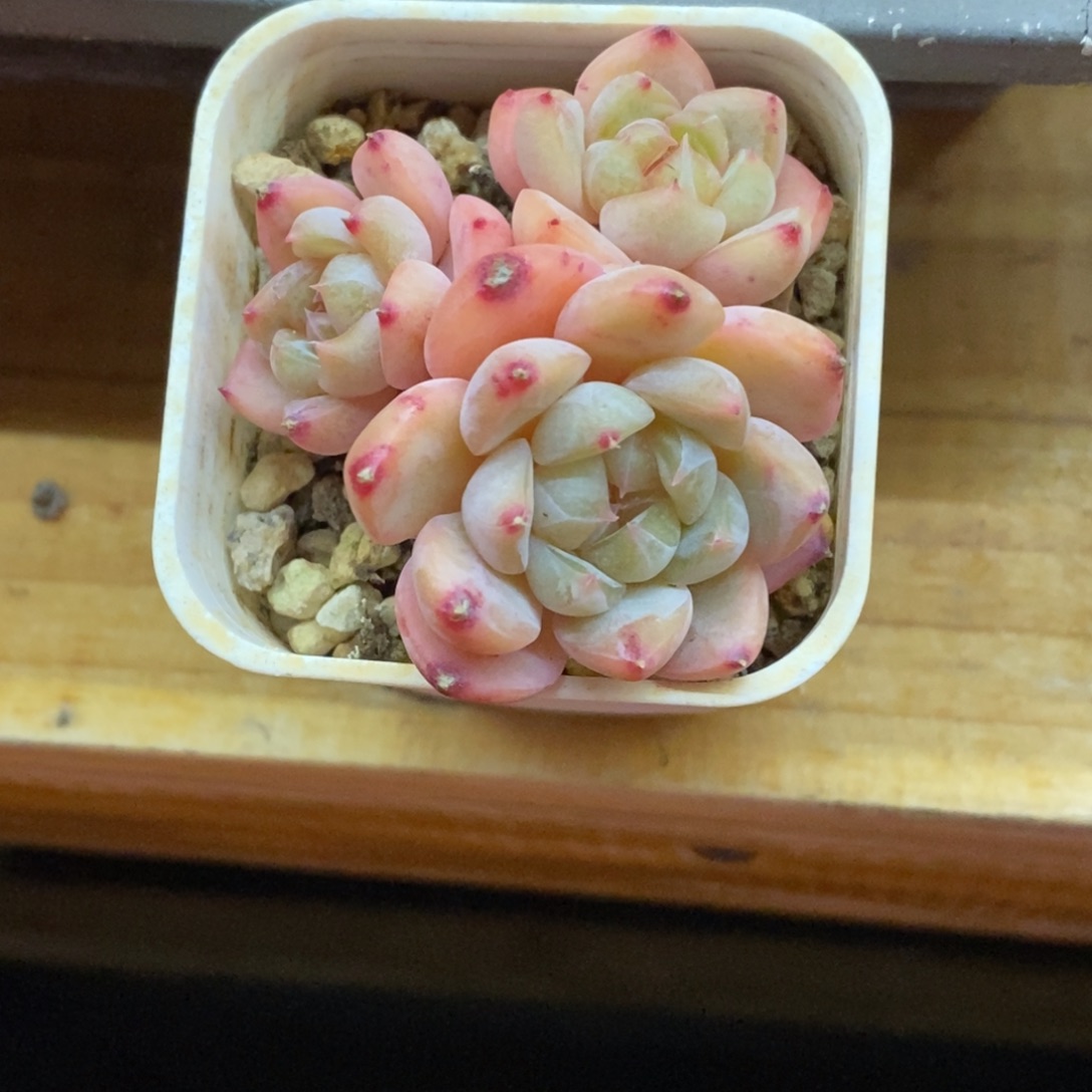 小***堡精品多肉一物拍不包整30