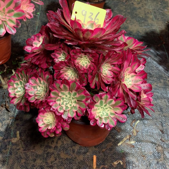 936红铜白多肉一物一拍