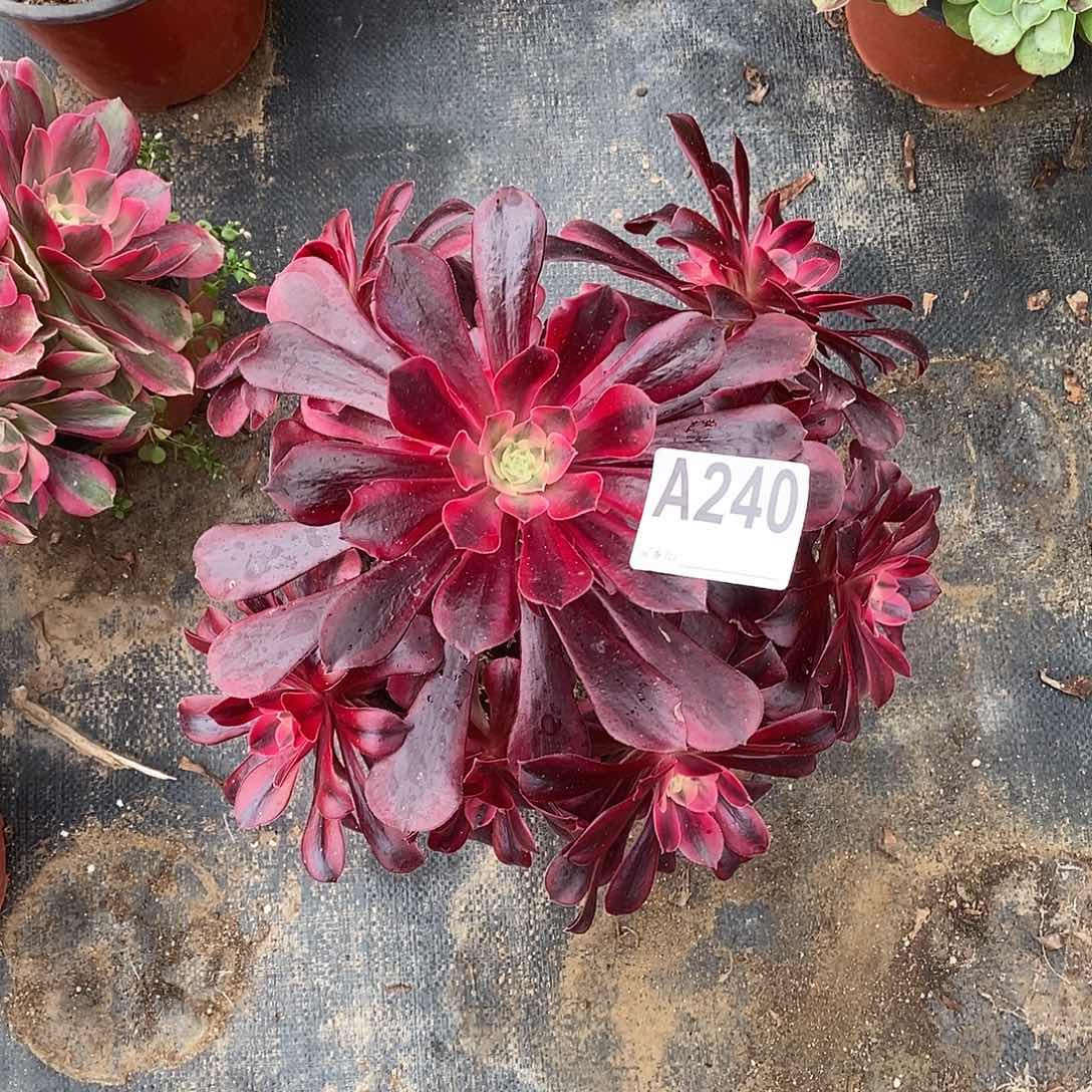 美杜莎多肉法师240