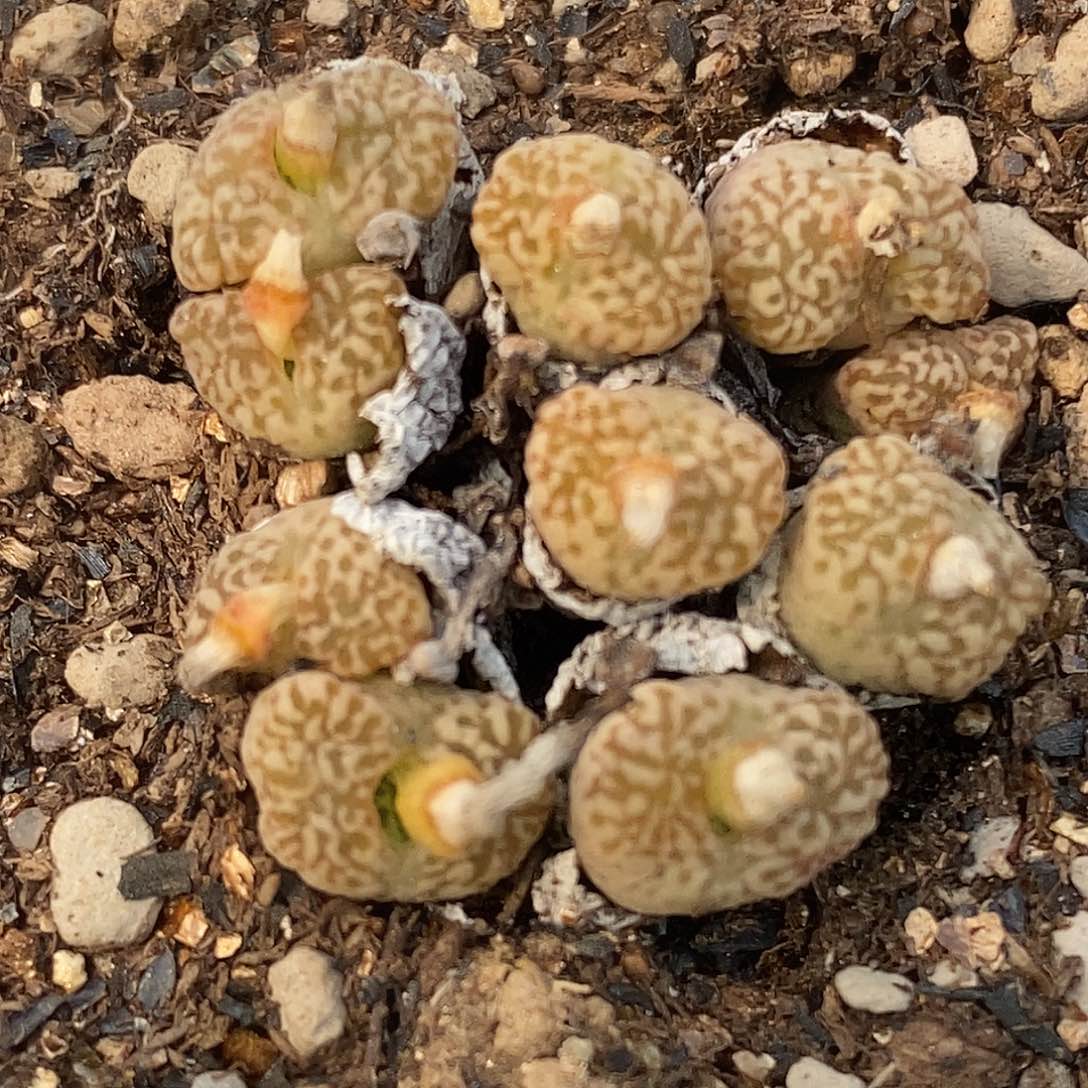 桃喜花园0310-3勋章