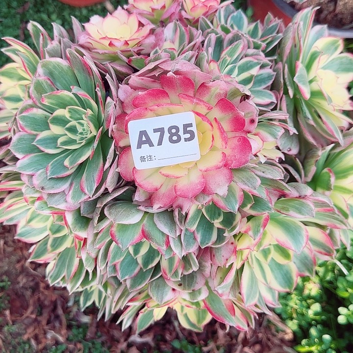 785海仙法师植物优选