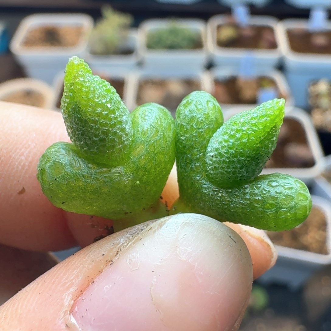 166两颗妖奇玉0000000