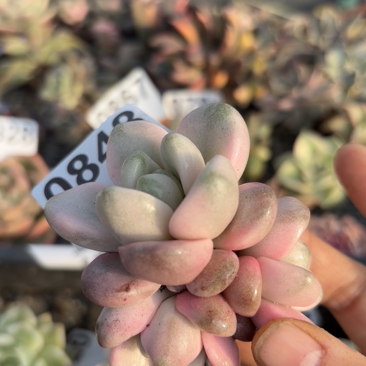 花斑鹿锦头盖满18包邮当场凑单