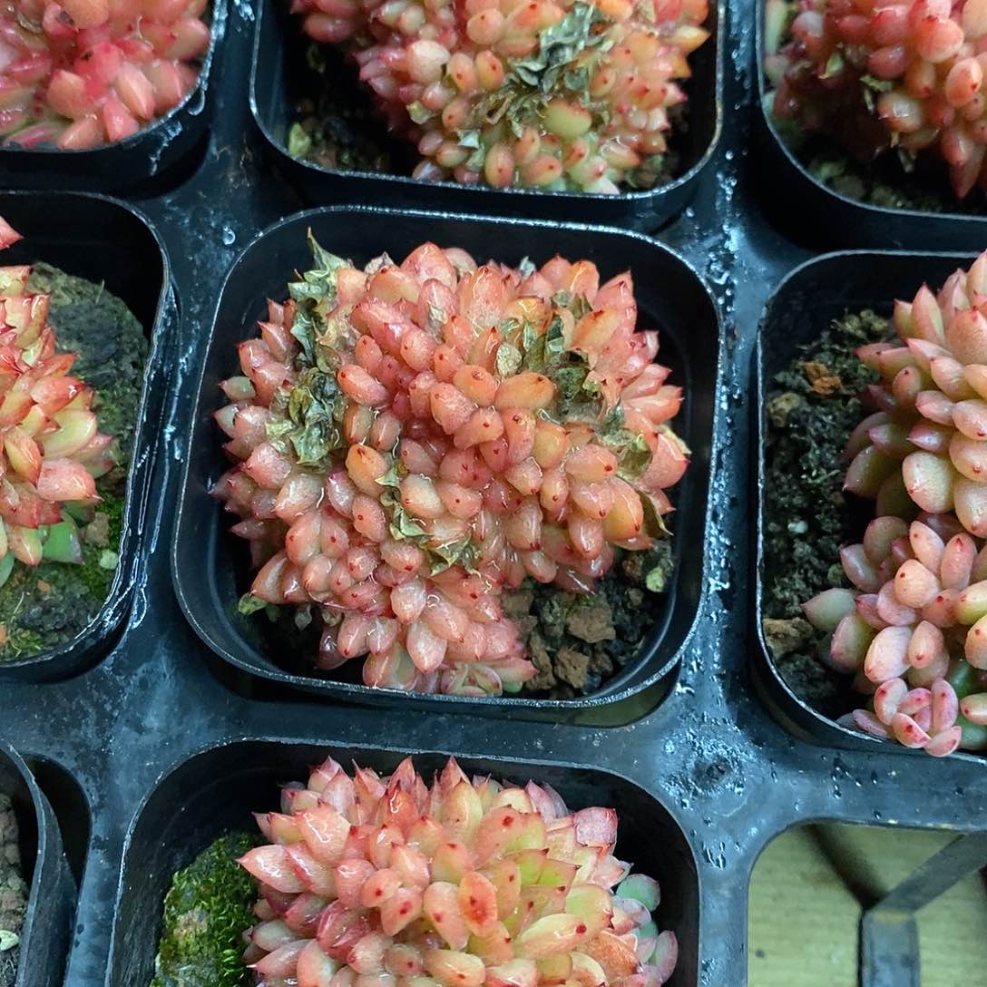 团。红国王缀。福利多多