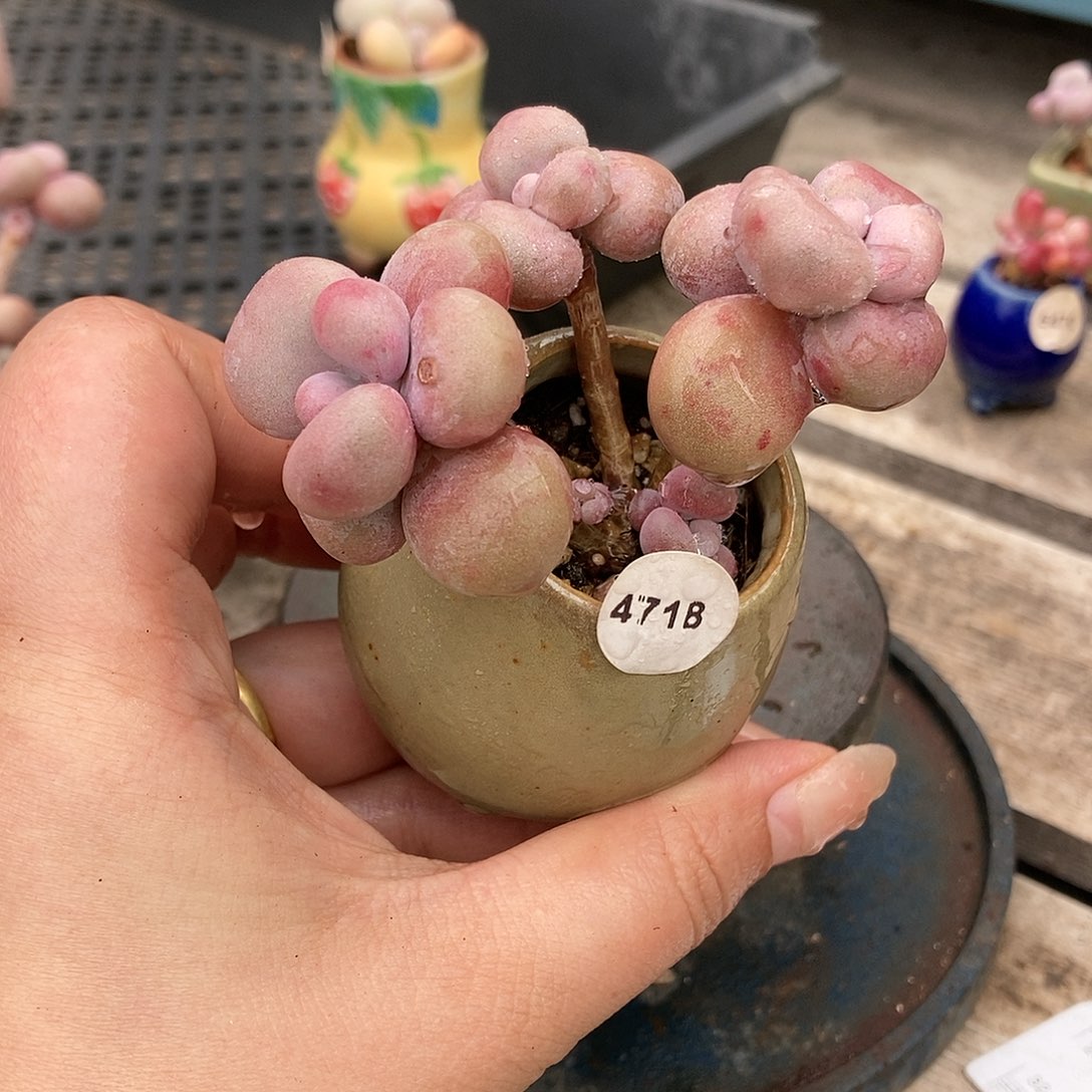 4718糖果腰子蛋带盆土