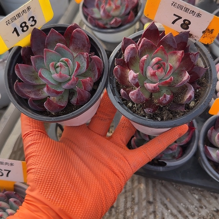 白***光183,78 惊鸿仙子多肉植物7-9cm