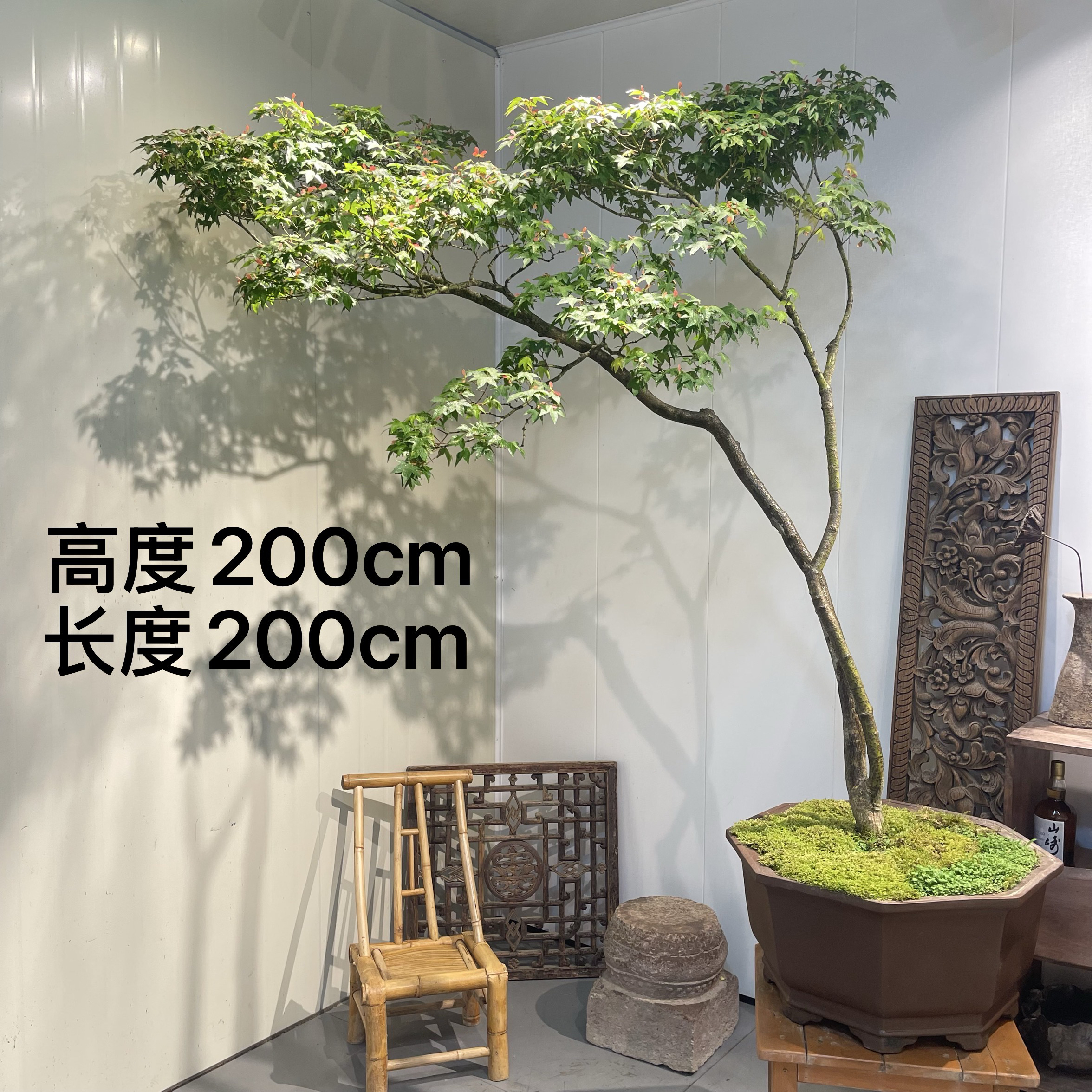 严天盆景｜海岛精品老桩石枫盆景