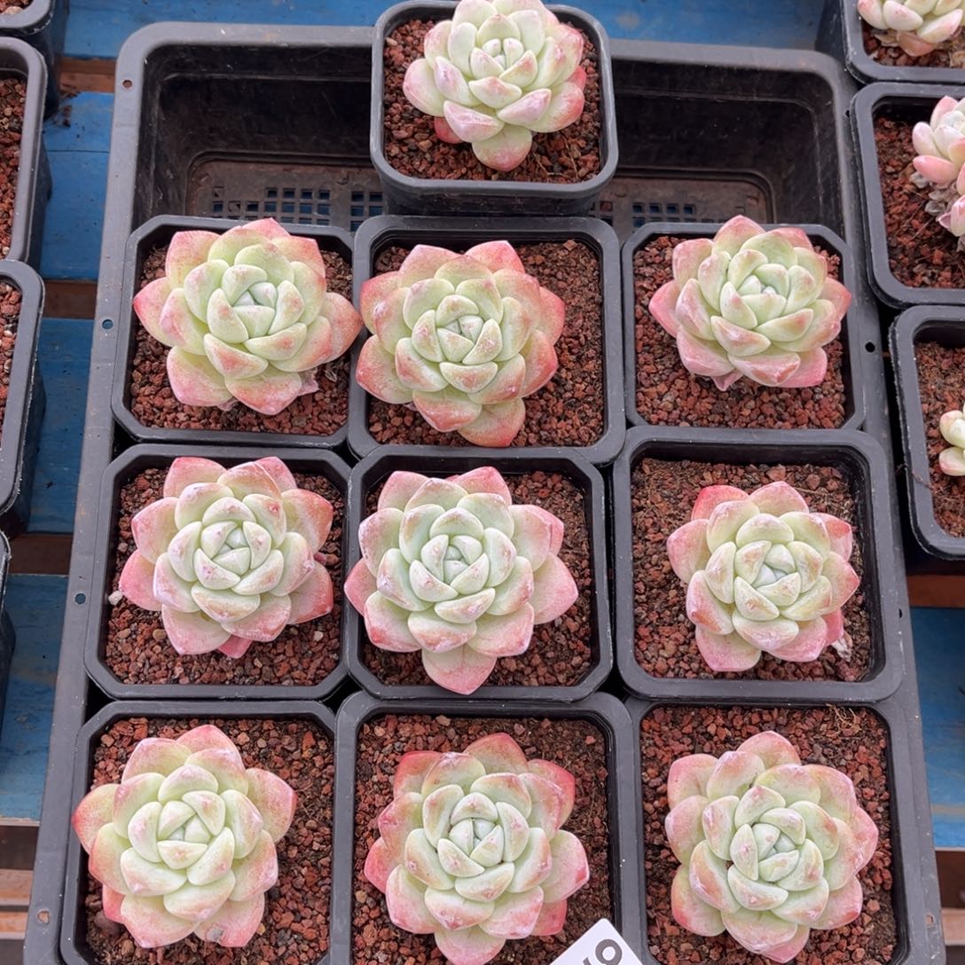 991号新疆西藏内蒙古不包邮的