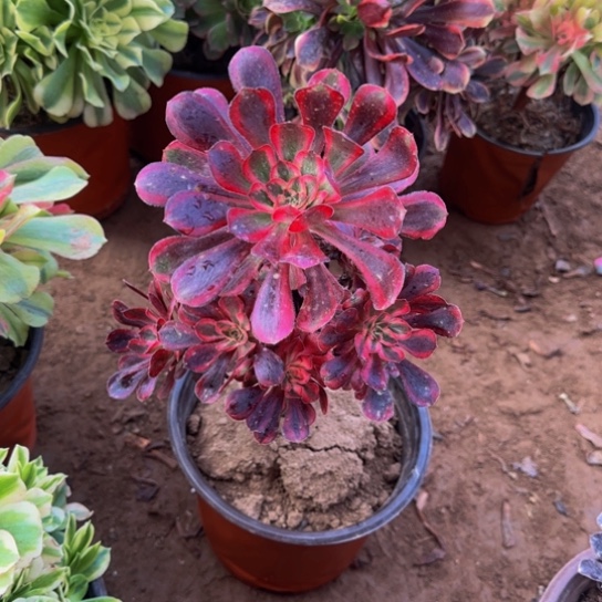 香奈儿9.9多肉植物