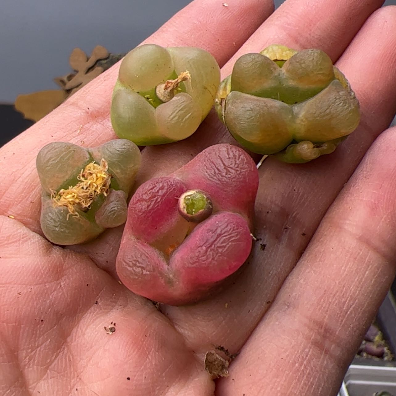 【闪购商品】000000005