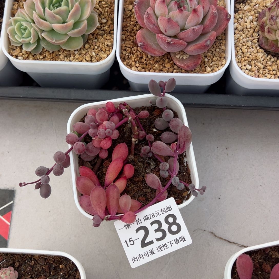 紫泡泡多肉多肉多肉多肉