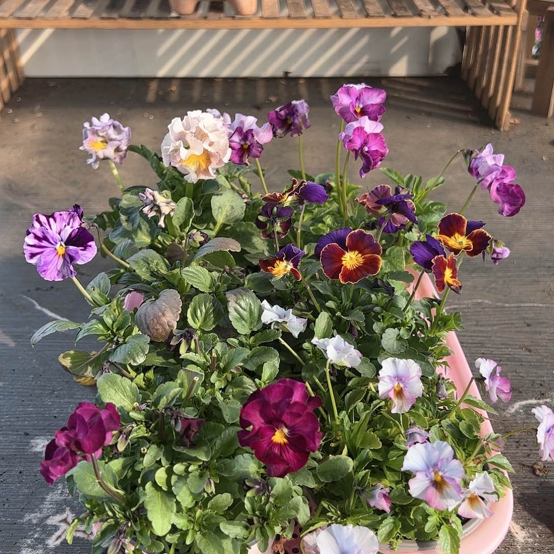 【闪购商品】206号