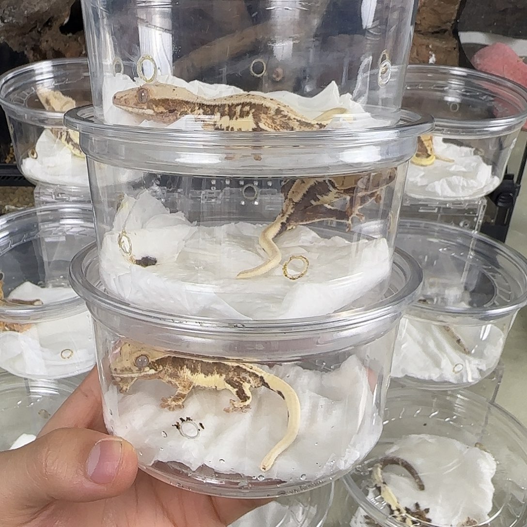 睫角守宫莉莉白妹妹三选一！！！