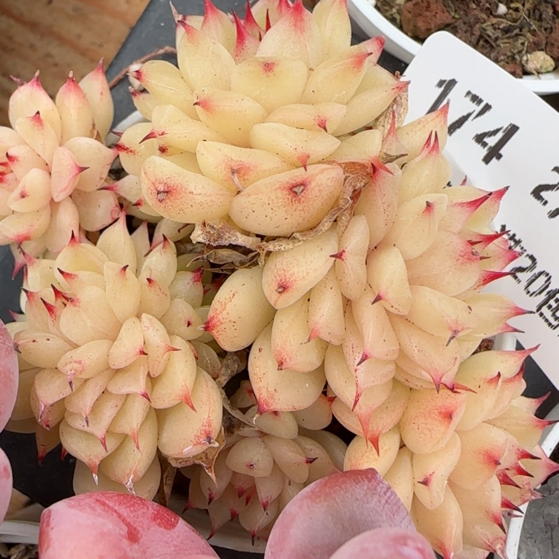 花语逸镜0215-174